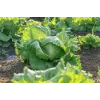 Crisp Ice Lettuce Summer Toraf Gemüsesamen, 1g-Packung