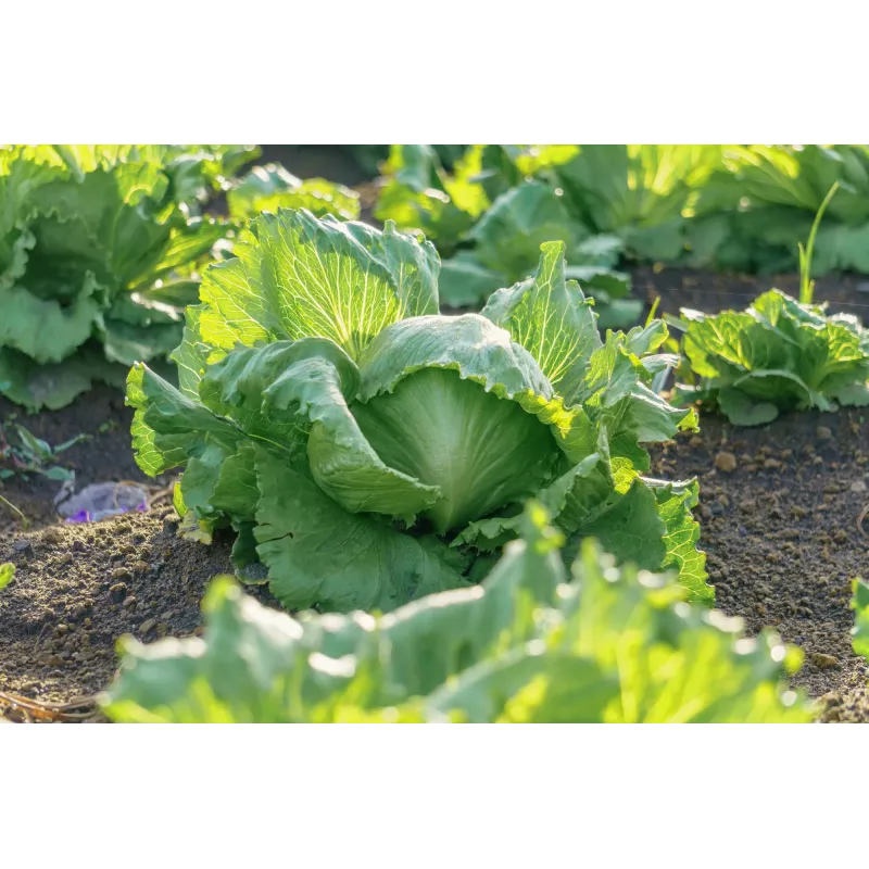 Crisp Ice Lettuce Summer Toraf Gemüsesamen, 1g-Packung
