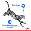 Nassfutter für Katzen Royal Canin Indoor Sterilized 85 g Beutel — ausgewachsene kastrierte Wohnungskatzen, Geflügelgeschmack, Packung 12 x 85 g