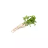 Samen – Pastinake (Pietruszka Korzeniowa Alba) 3 g Packung von Seklos LT