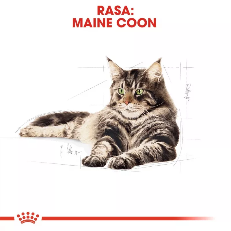 ROYAL CANIN FBN Maine Coon - Katzen-Nassfutter - Sachet 12x 85g
