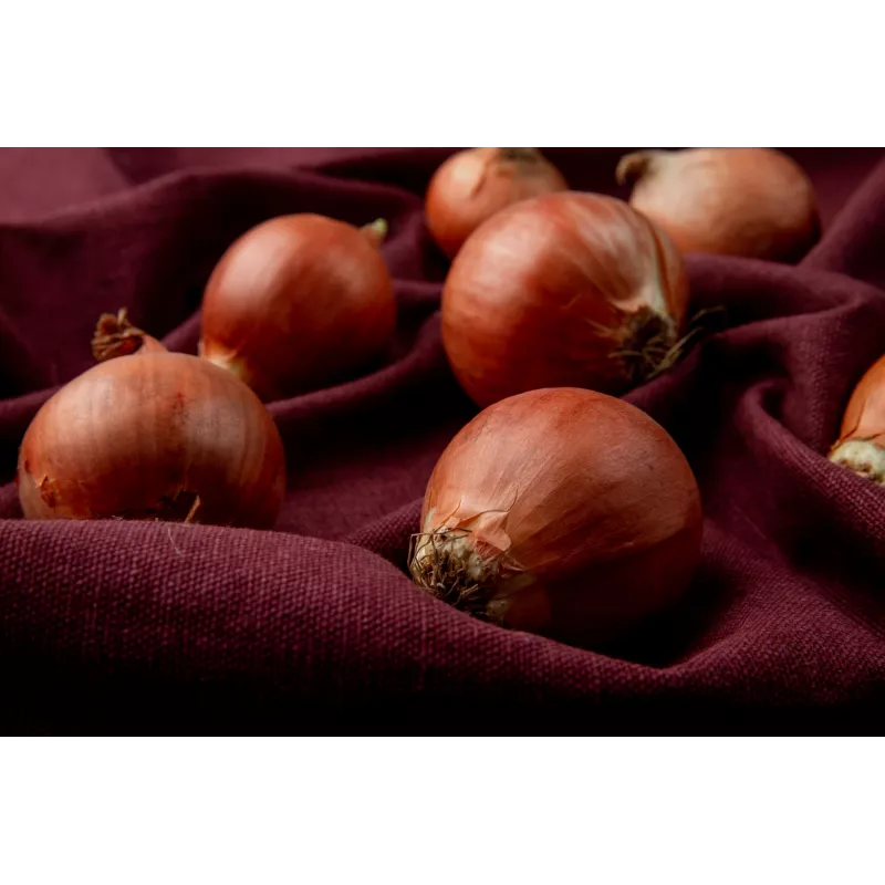 Wolska Onion Toraf Gemüsesamen, 5g Packung