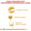 Trockenfutter für Katzen Royal Canin Maine Coon Adult 10 kg — Geflügel (Huhn), 31 % Protein, 20 % Fett