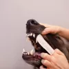 VETEXPERT Caryodent Finger Wipes, Zahnreinigungstücher für Hunde und Katzen, 50 Stück