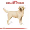 Royal Canin BHN Labrador Adult Hundetrockenfutter, 12 kg