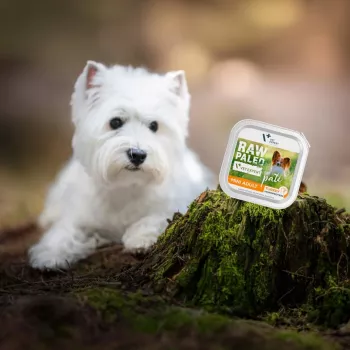 RAW PALEO Pate Mini Adult Beef - Nassfutter für Hunde - 150 g