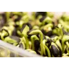 Schwarze Sonnenblumenkerne PNOS zum Keimen, 20 g Packung