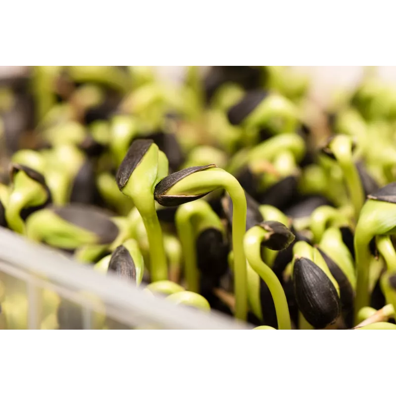 Schwarze Sonnenblumenkerne PNOS zum Keimen, 20 g Packung