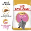 Trockenfutter für Katzen Royal Canin British Shorthair Kitten 2 kg – Huhn, 38% Protein, 20% Fett, Wachstumsformel