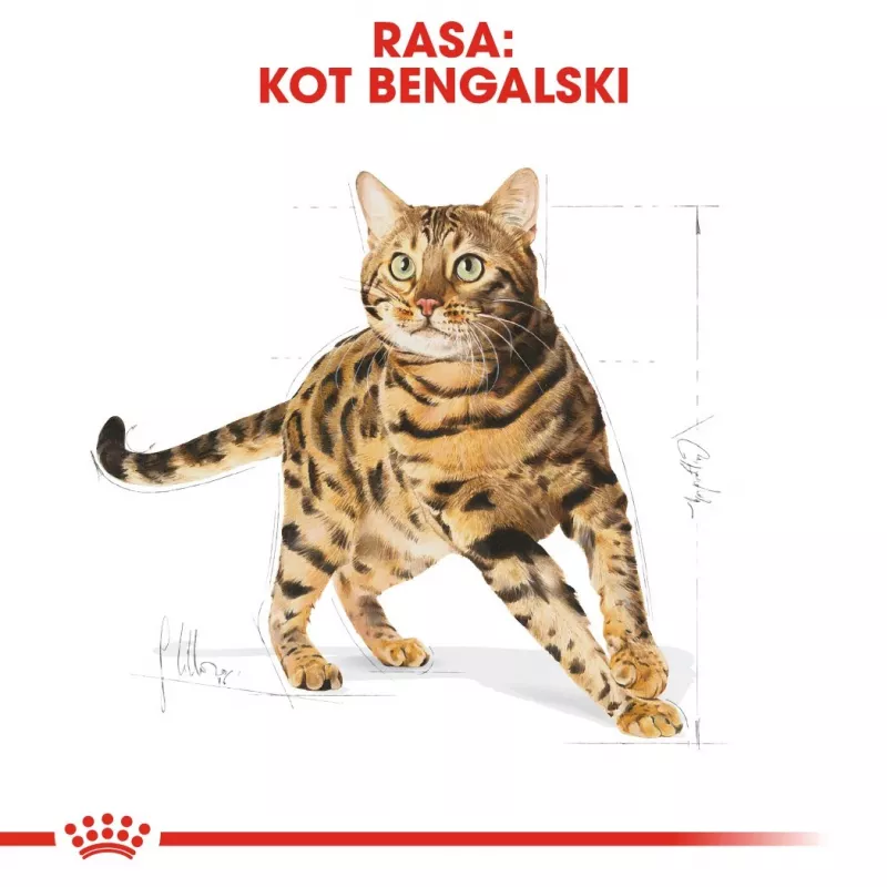 Trockenfutter für Katzen Royal Canin Bengal Adult 10 kg – Huhn, 40% Protein, 18% Fett