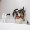 VETEXPERT Clinic Care Hypo&Omega 250 ml Katzenshampoo – hypoallergenes feuchtigkeitsspendendes Shampoo mit Omega-Fettsäuren für ausgewachsene Katzen, alle Felltypen