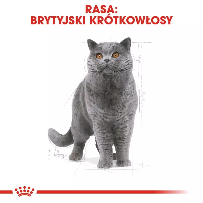 Trockenes Katzenfutter Royal Canin British Shorthair Adult 10 kg – Geflügel, Protein 34%, Fett 19%