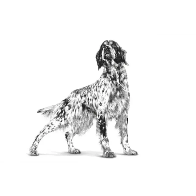 Diätfutter Nassfutter Royal Canin Gastro Intestinal 200 g — ausgewachsene Hunde, Geflügel, Verdauungsunterstützung