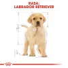 ROYAL CANIN SHN Breed Labrador Junior Trockenfutter für Hunde - 12 kg