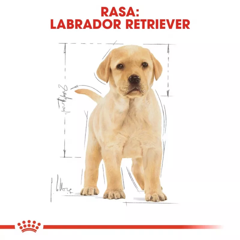 ROYAL CANIN SHN Breed Labrador Junior Trockenfutter für Hunde - 12 kg