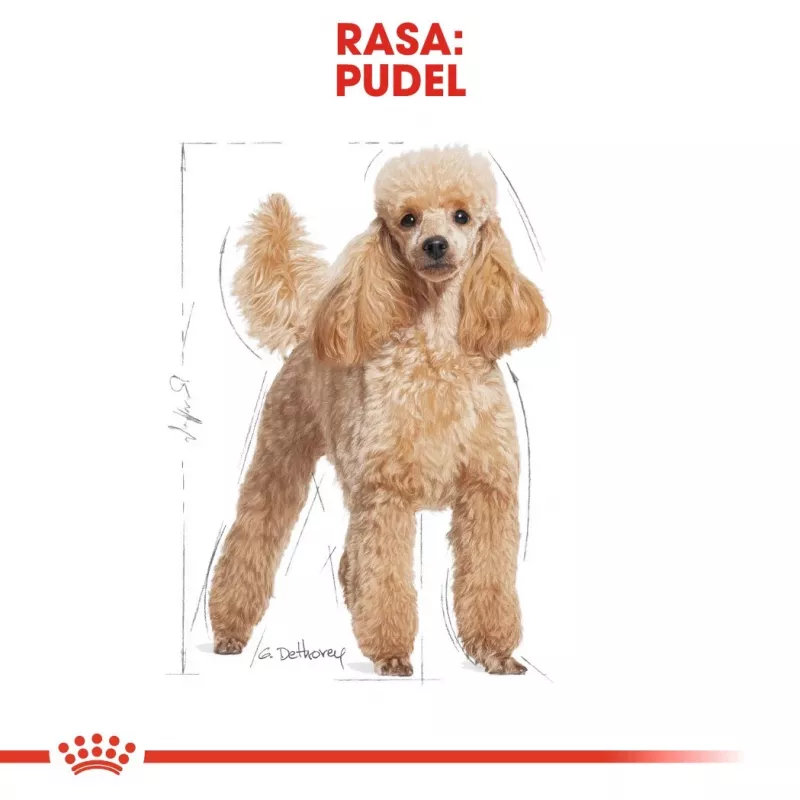 Royal Canin Poodle Adult Trockenfutter für Hunde 1,5 kg — Huhn, 30 % Protein, 19 % Fett