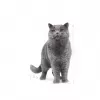Trockenes Katzenfutter Royal Canin British Shorthair Adult 10 kg – Geflügel, Protein 34%, Fett 19%