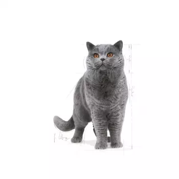 Trockenes Katzenfutter Royal Canin British Shorthair Adult 10 kg – Geflügel, Protein 34%, Fett 19%