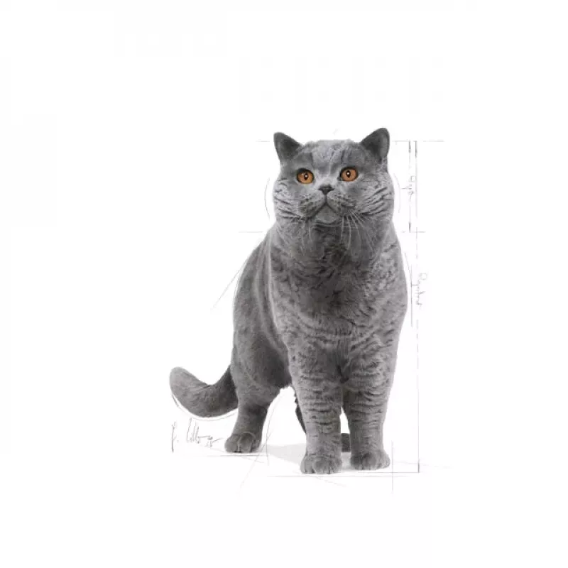 Trockenes Katzenfutter Royal Canin British Shorthair Adult 10 kg – Geflügel, Protein 34%, Fett 19%