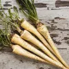 Samen – Pastinake (Pietruszka Korzeniowa Alba) 3 g Packung von Seklos LT