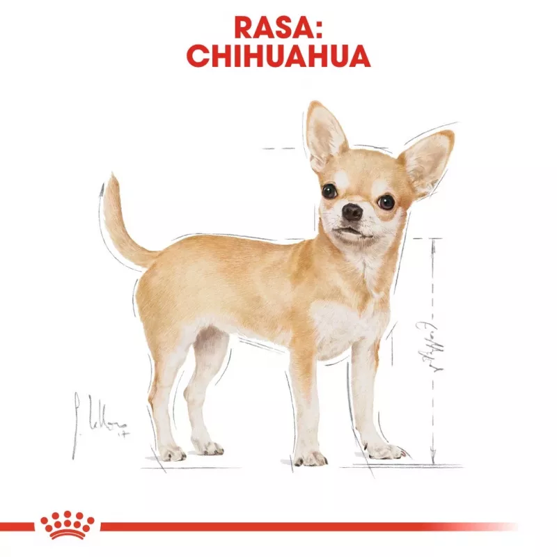 Trockenfutter für Hunde Royal Canin Chihuahua Adult 1,5 kg — Huhn, 28 % Protein, kleine/zwergwüchsige Rasse