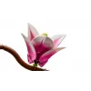 LEGO BOTANICALS 11510 Magnolienzweige