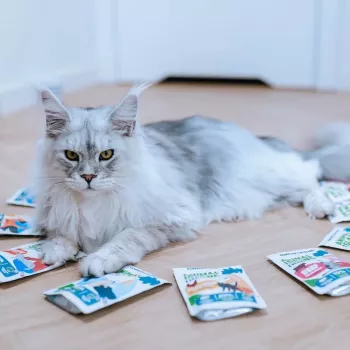 ANIMAL ISLAND Truthahn / Weißfisch / Rind / Hühnerfilets in Brühe - Nassfutter für Katzen - 80x85g