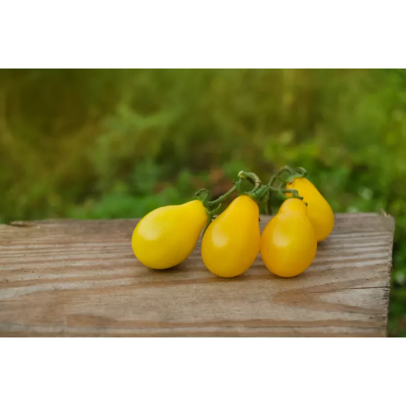 Cherrytomate Perun Toraf Gemüsesamen, 0,5g Packung