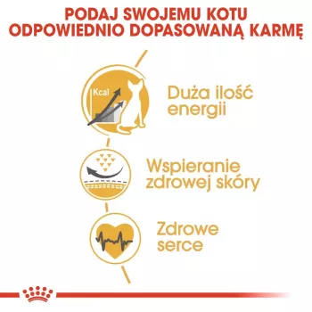 Trockenfutter für Katzen Royal Canin Sphynx Adult 2 kg — Schweinefleischgeschmack, 33 % Protein, 23 % Fett