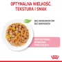 Nassfutter für Kätzchen Royal Canin Kitten Jelly 85 g — Hühnchengeschmack, 85-g-Beutel, 12 Stück