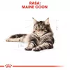 Trockenfutter für Katzen Royal Canin Maine Coon Adult 10 kg — Geflügel (Huhn), 31 % Protein, 20 % Fett