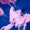 Wissenschaftsbaukasten Liscianigiochi Crazy Science Schleim im Dunkeln 304-PL89239 — Experimentierset mit im Dunkeln leuchtendem Schleim
