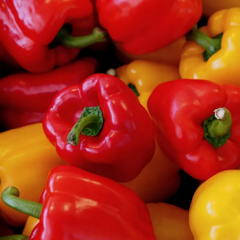 Samenpackung Seklos LT Paprika Jolanta 0,5 g – Süßpaprikasamen für den Anbau