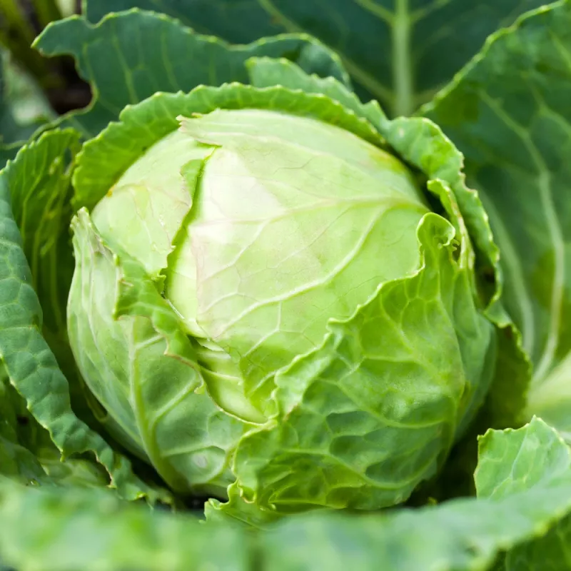 Samenpackung Apte — Weißkohl 'Roem Van Enkhuizen' (2 g) Gemüsesamen