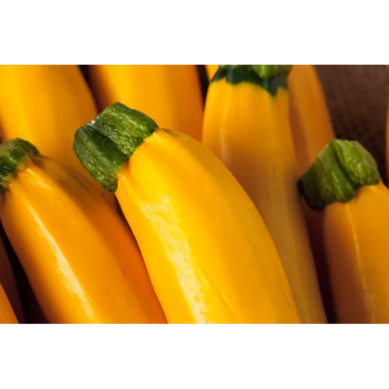 Goldene Zucchini Toraf Gemüsesamen, 5g Packung