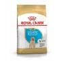 ROYAL CANIN SHN Breed Labrador Junior Trockenfutter für Hunde - 12 kg