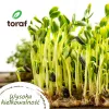TORAF Spring Flavors Saatgut-Set - 12 Päckchen