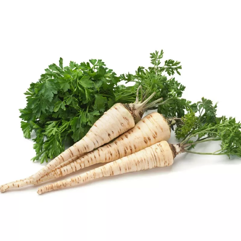 Samen – Pastinake (Pietruszka Korzeniowa Alba) 3 g Packung von Seklos LT