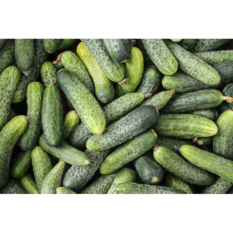 Wisconsin Gurke SMR 58 Toraf Gemüsesamen, 5g Packung