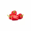 Saatgut-Pellets Seklos LT Ożarowska Paprika 50 Samen (ummantelt)