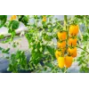 Cherrytomate Perun Toraf Gemüsesamen, 0,5g Packung