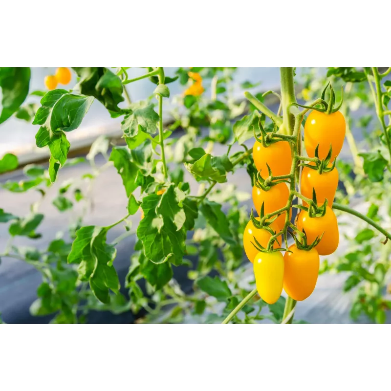 Cherrytomate Perun Toraf Gemüsesamen, 0,5g Packung