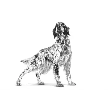 Trockenhundefutter Royal Canin Hypoallergenic Veterinärformel, 2 kg, Geflügel, ausgewachsene Hunde, glutenfrei