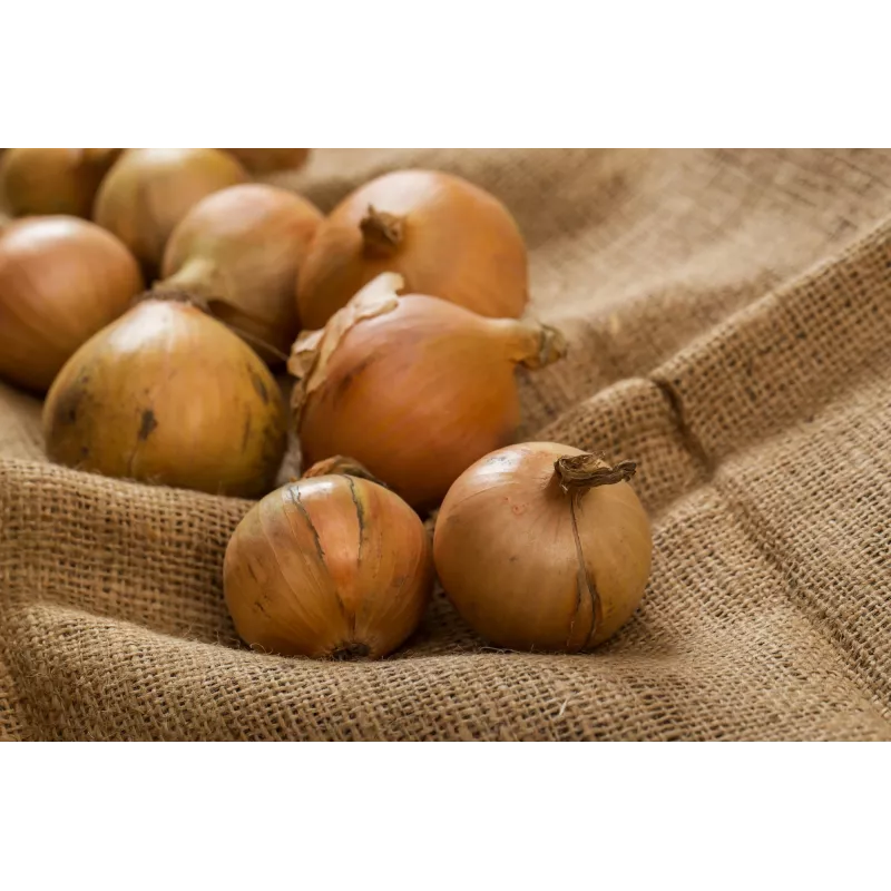 Wolska Onion Toraf Gemüsesamen, 5g Packung