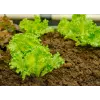 Crisp Ice Lettuce Summer Toraf Gemüsesamen, 1g-Packung