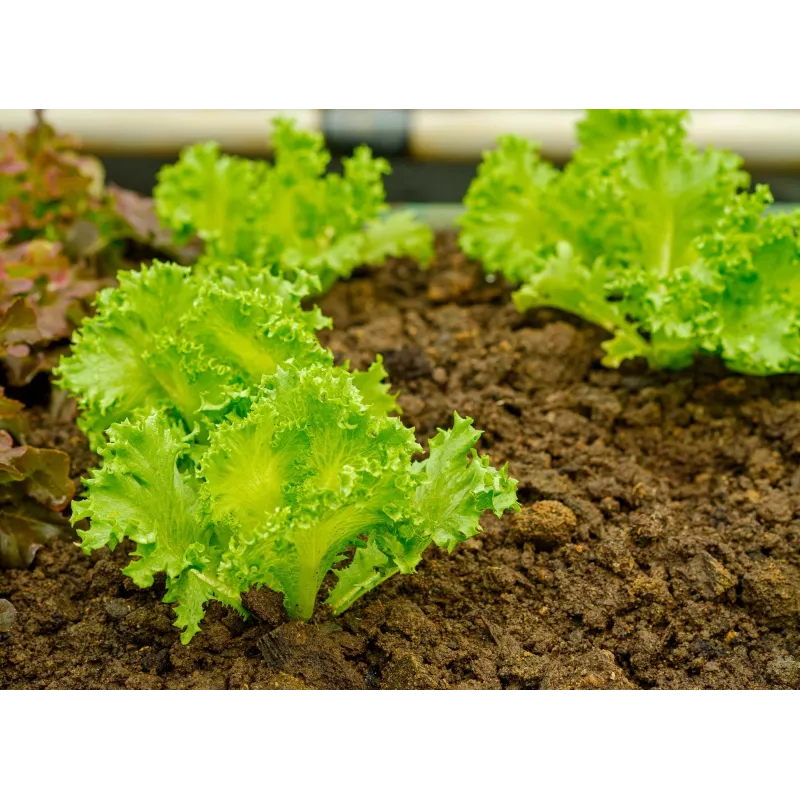 Crisp Ice Lettuce Summer Toraf Gemüsesamen, 1g-Packung