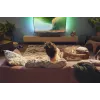 Soundbar-Lautsprecher Philips TAB5309/10 120 W