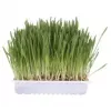 Katzengras-Leckerli Trixie 4236 Beutel 100 g — pflanzliche Gemüsedelikatesse, entwurmend