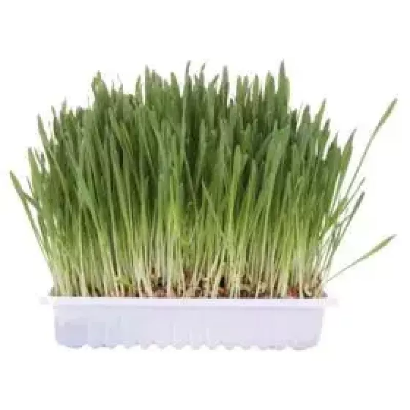 Katzengras-Leckerli Trixie 4236 Beutel 100 g — pflanzliche Gemüsedelikatesse, entwurmend