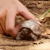Figur, Schleich, WILD LIFE Riesenschildkröte